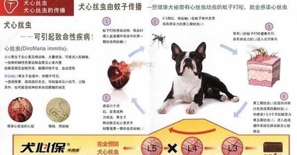中国のフィラリア予防 Shichuan Note