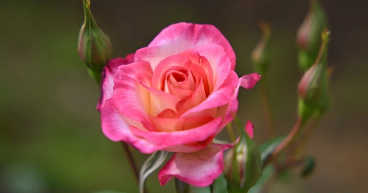 赤本　医学部　バラ売り可　2019年2021年2022年 金沢で早咲きの薔薇を求めてカメラさんぽ Z5Ⅱ｜kenken