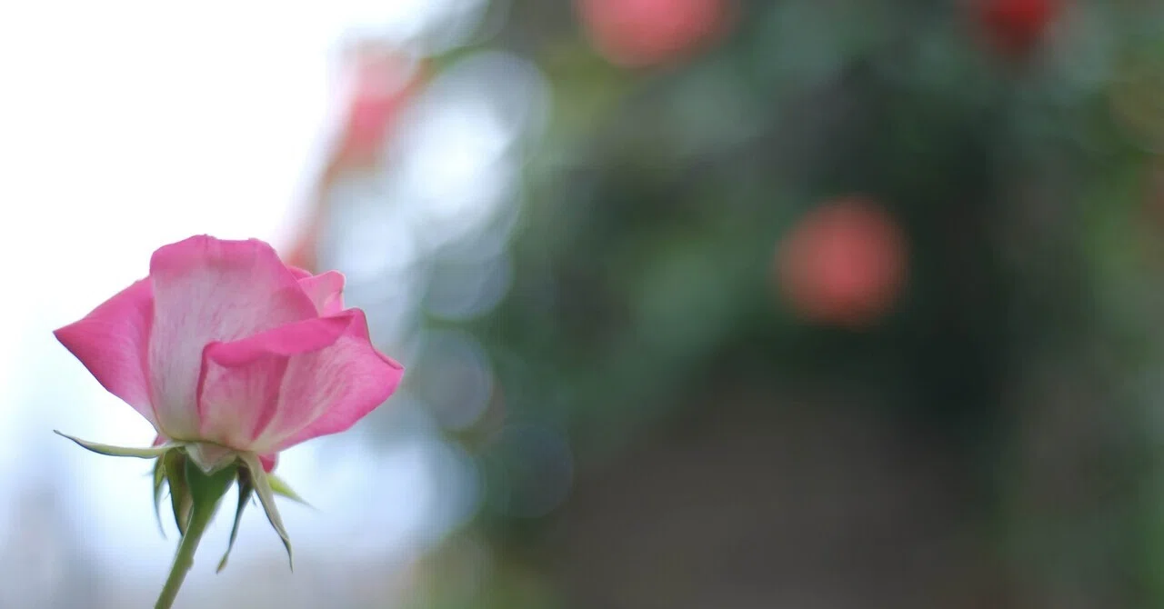 オールドレンズで薔薇と人工物(縦)|あ〜さ☆ オールドレンズで薔薇と人工物(縦)|あ〜さ☆