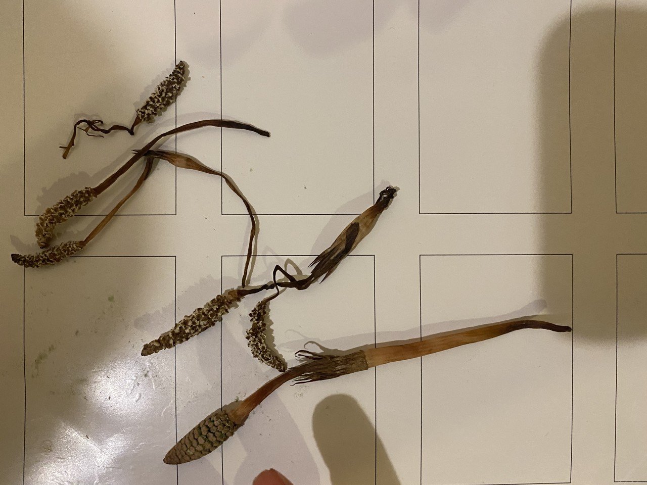 わたしはいきもの みんな生き物 固体も気体も液体も かたまりもぷよぷよもさらさらしたものも いろんなまざってるものも ぐつぐつ煮えたぎっているものきんきんに冷えたものも いきものだから 姿 形を変えたりし のあやか Note