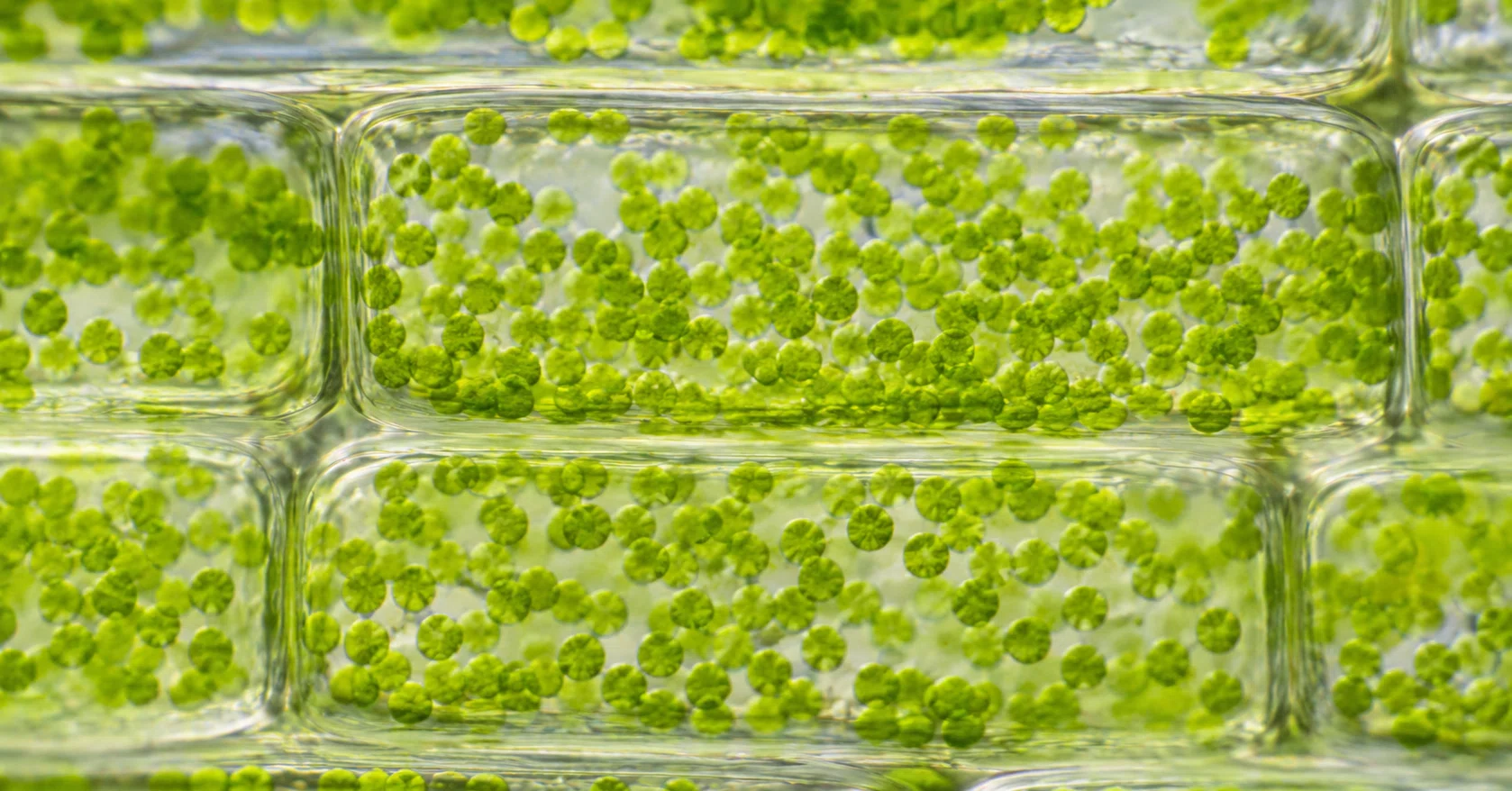 植物の細胞は、17世紀の数学難問を「解いて」いた｜数学の翻訳家