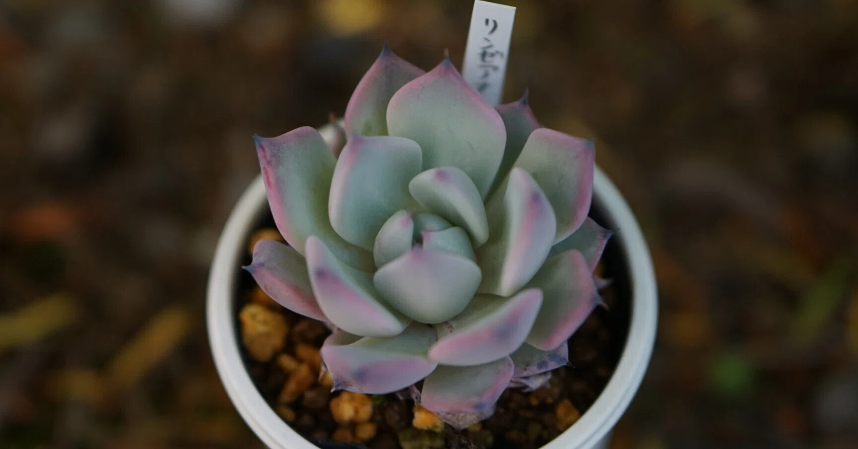 美しさと丈夫さとリンゼアナ｜バニオレ植物LABO