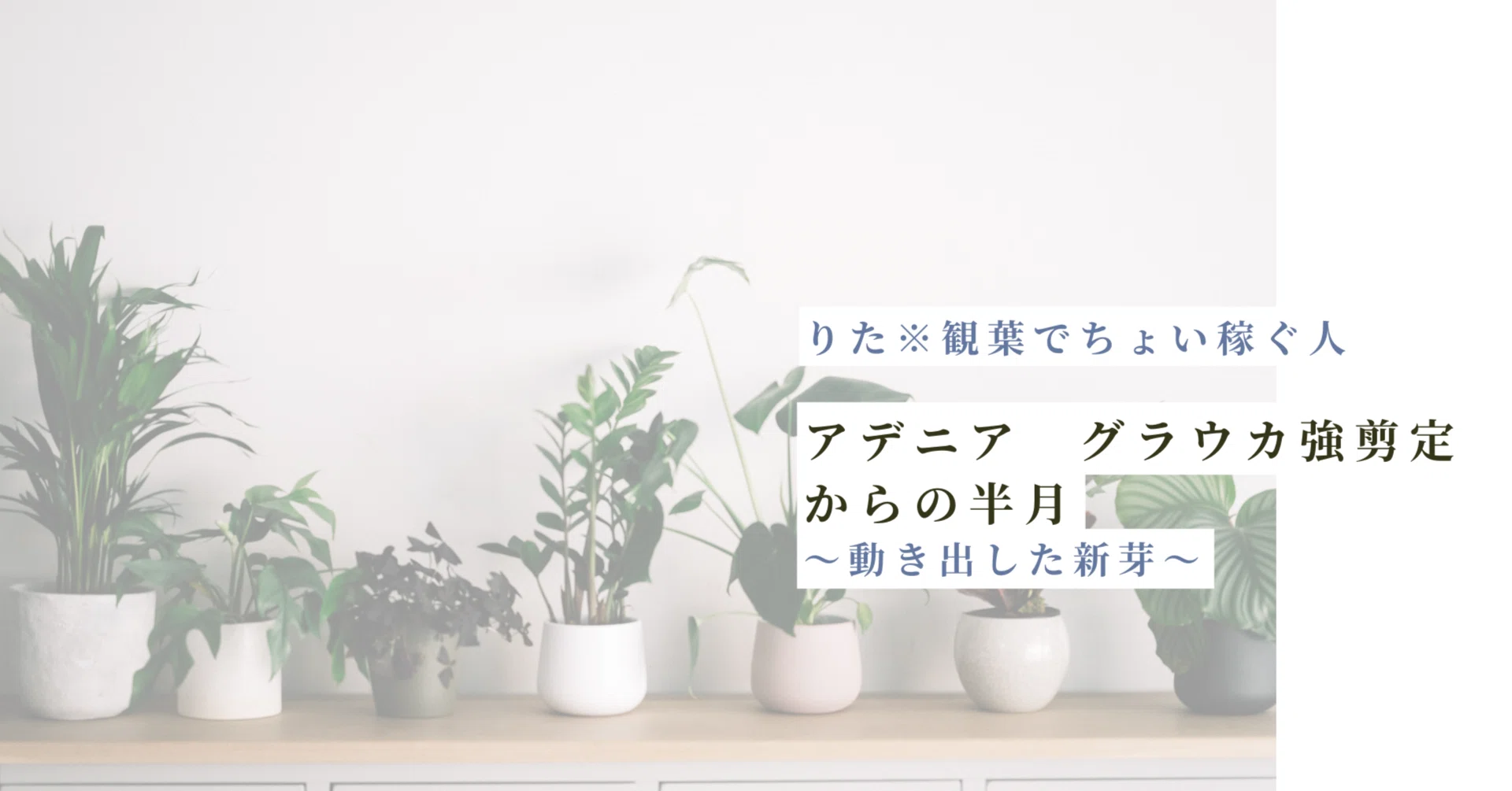 アデニア グラウカ強剪定からの半月｜動き出した新芽｜りた※観葉で