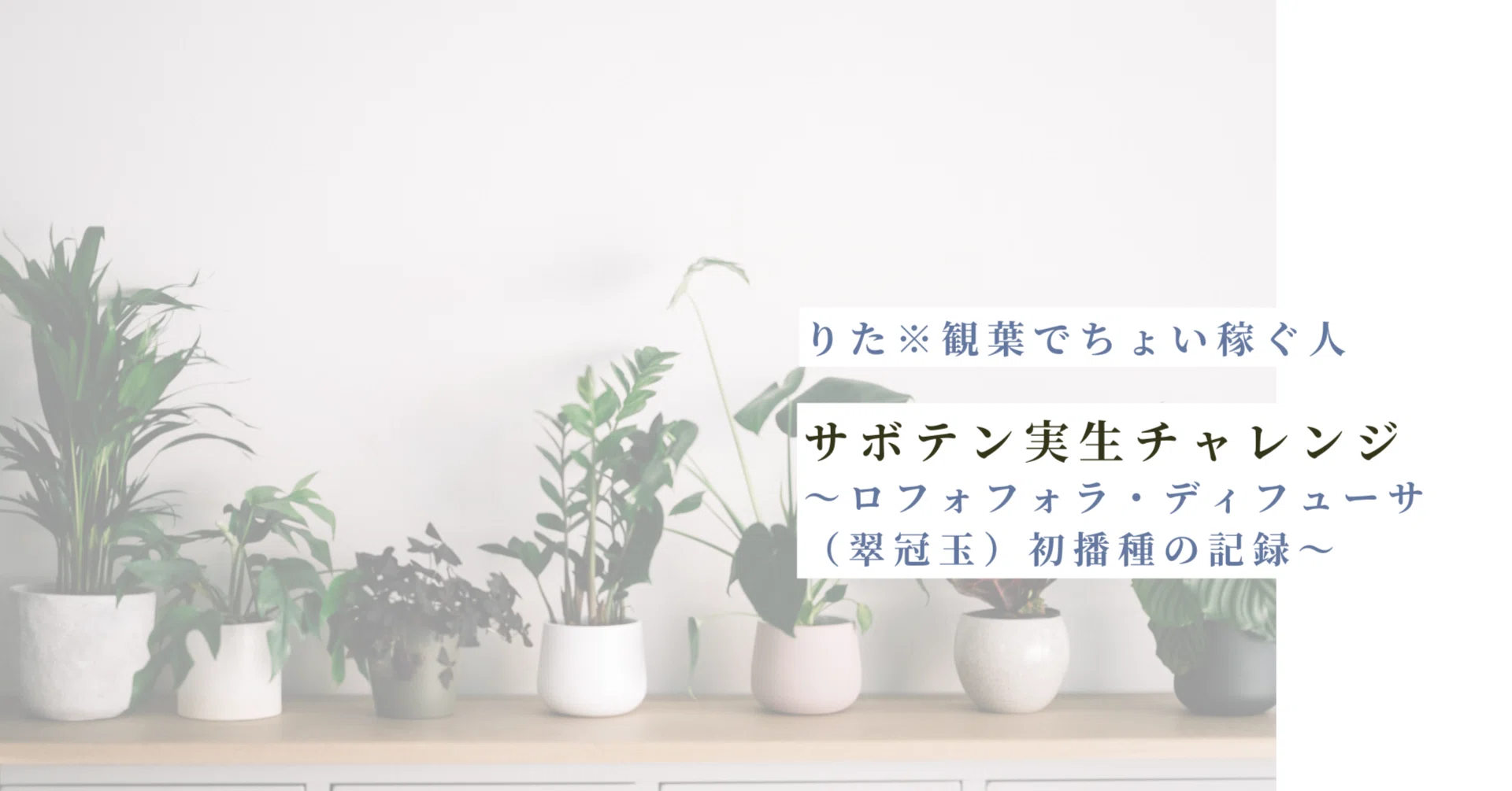 サボテン実生チャレンジ｜ロフォフォラ・ディフューサ（翠冠玉）初播種