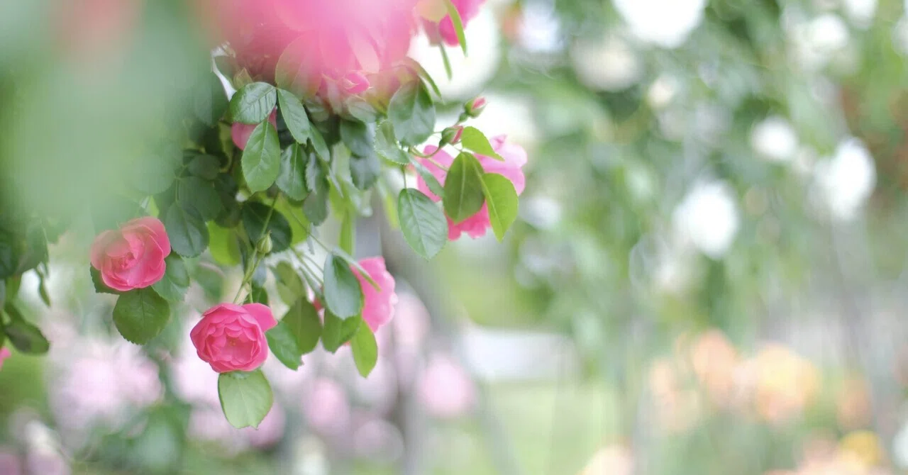 オールドレンズで薔薇と人工物(横)｜あ〜さ☆