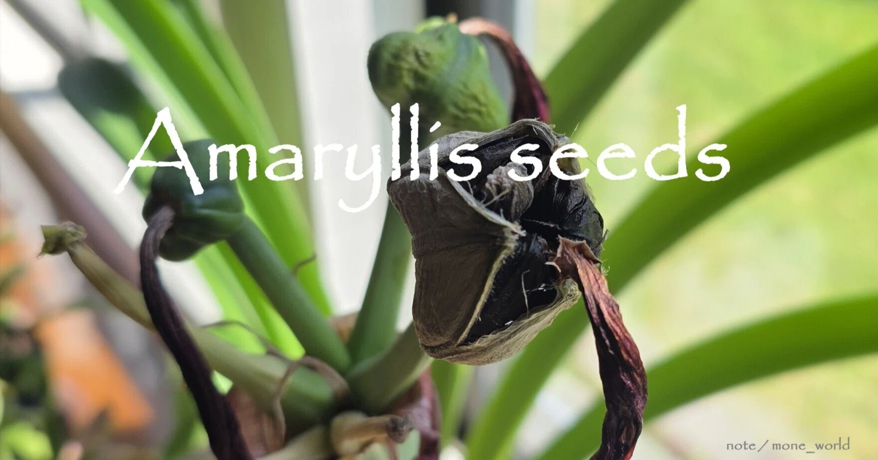 アマリリスのその後 種｜Mone / 百音