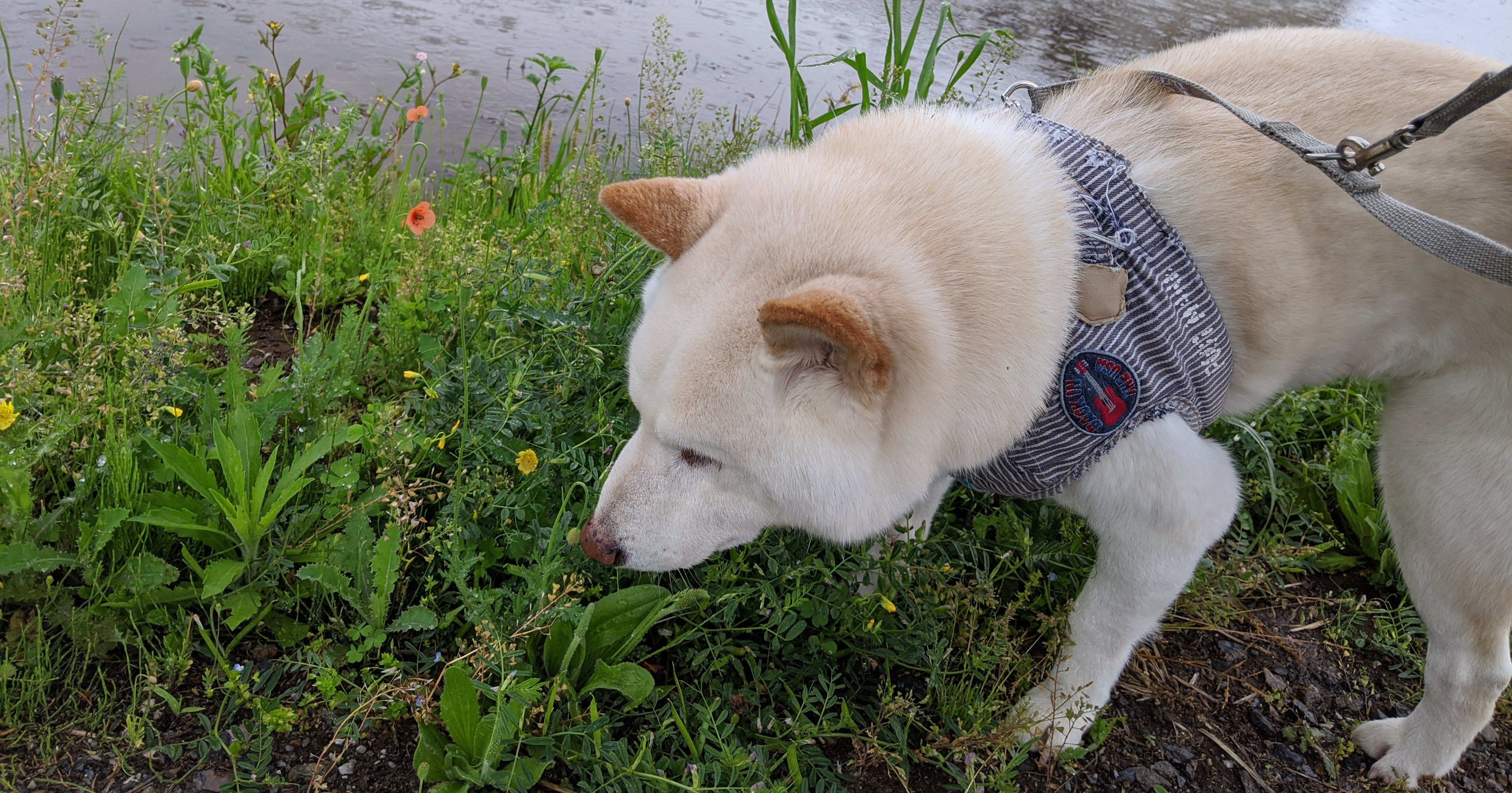 犬も歩けば介護予防 日常動作チェック 犬の介護 Una Ricca Note 犬も歩けば介護予防 日常動作チェック 犬の介護 Una Ricca Note