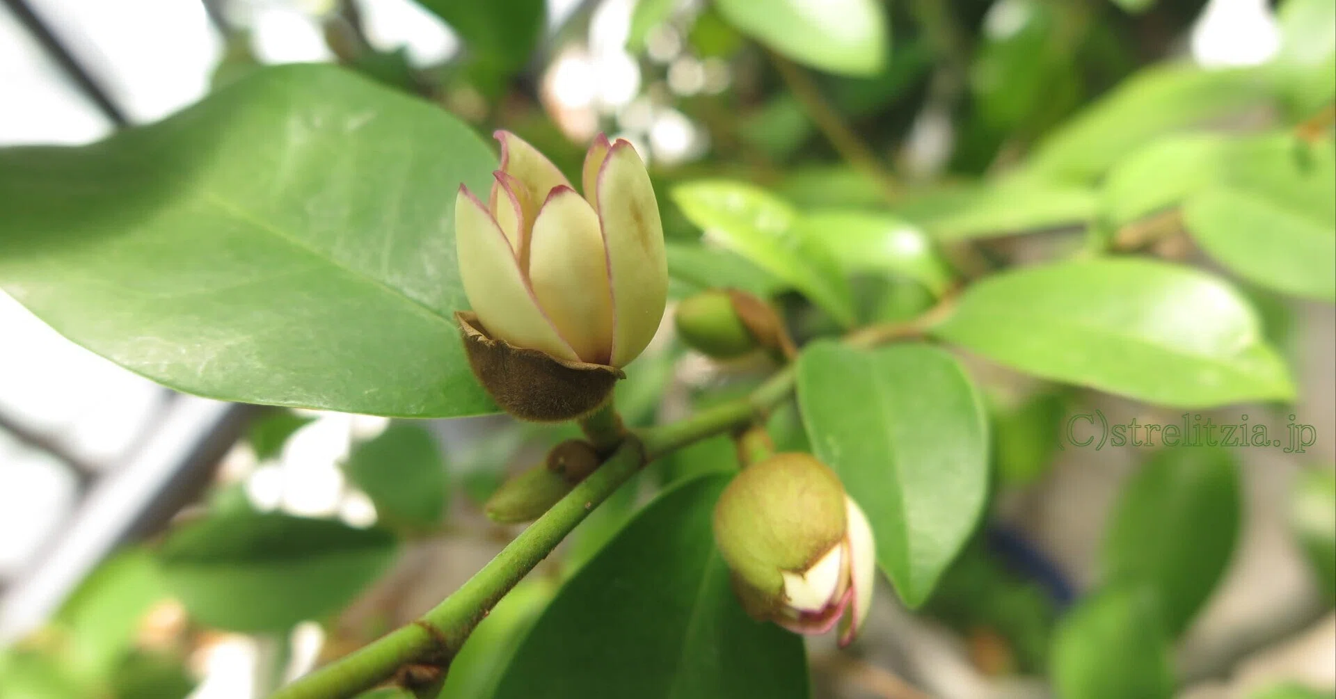 カラタネオガタマ咲く｜極楽鳥花植物園