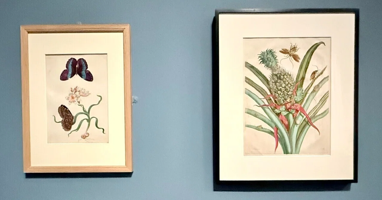 マリア・シビラ・メリアンと娘たち　科学と芸術の女性 マリア・シビラ・メリアンの花と虫とUnforgettable展｜わこ