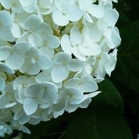 親子で重宝 豆乳ローション マエノ サエ Note 親子で重宝 豆乳ローション マエノ サエ Note