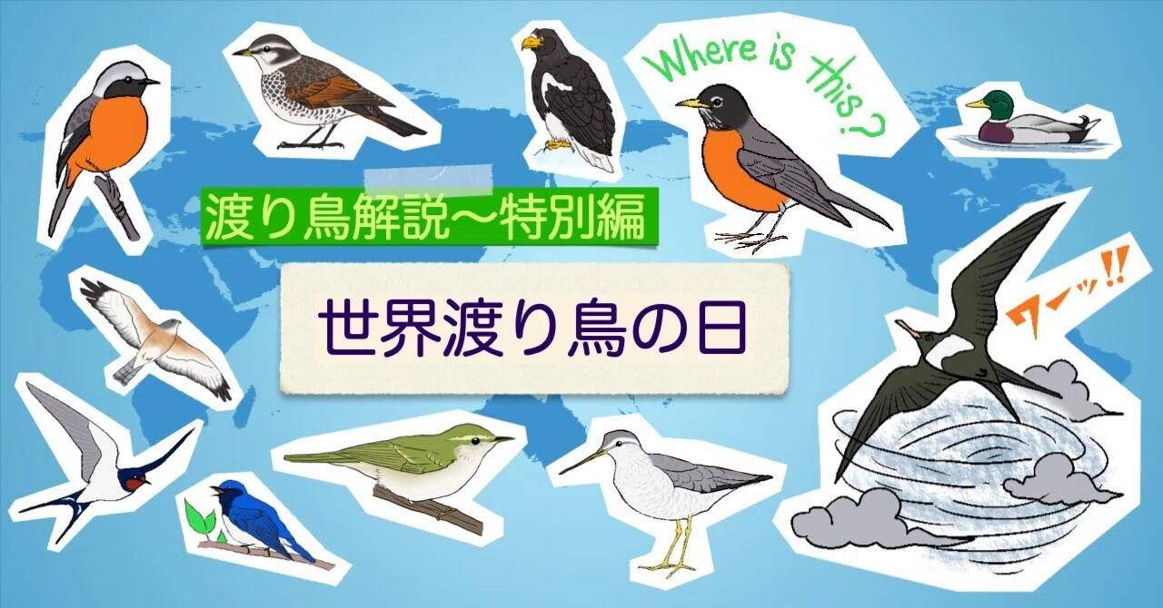 WS　結界の主小鳥+森の結界+新しい思い出静流　各4枚セット ちょっと素敵な小鳥の写真集、『世界のかわいい小鳥』！ - blue deco