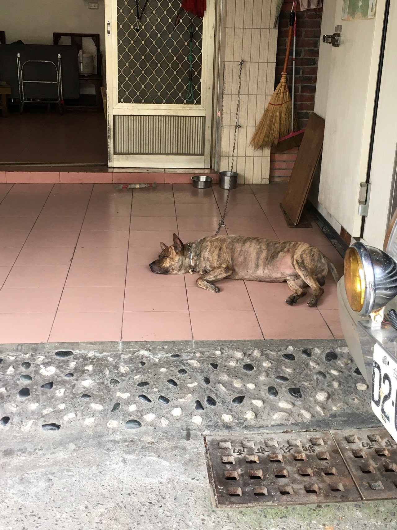 台湾の犬 しゃんゆえ Note