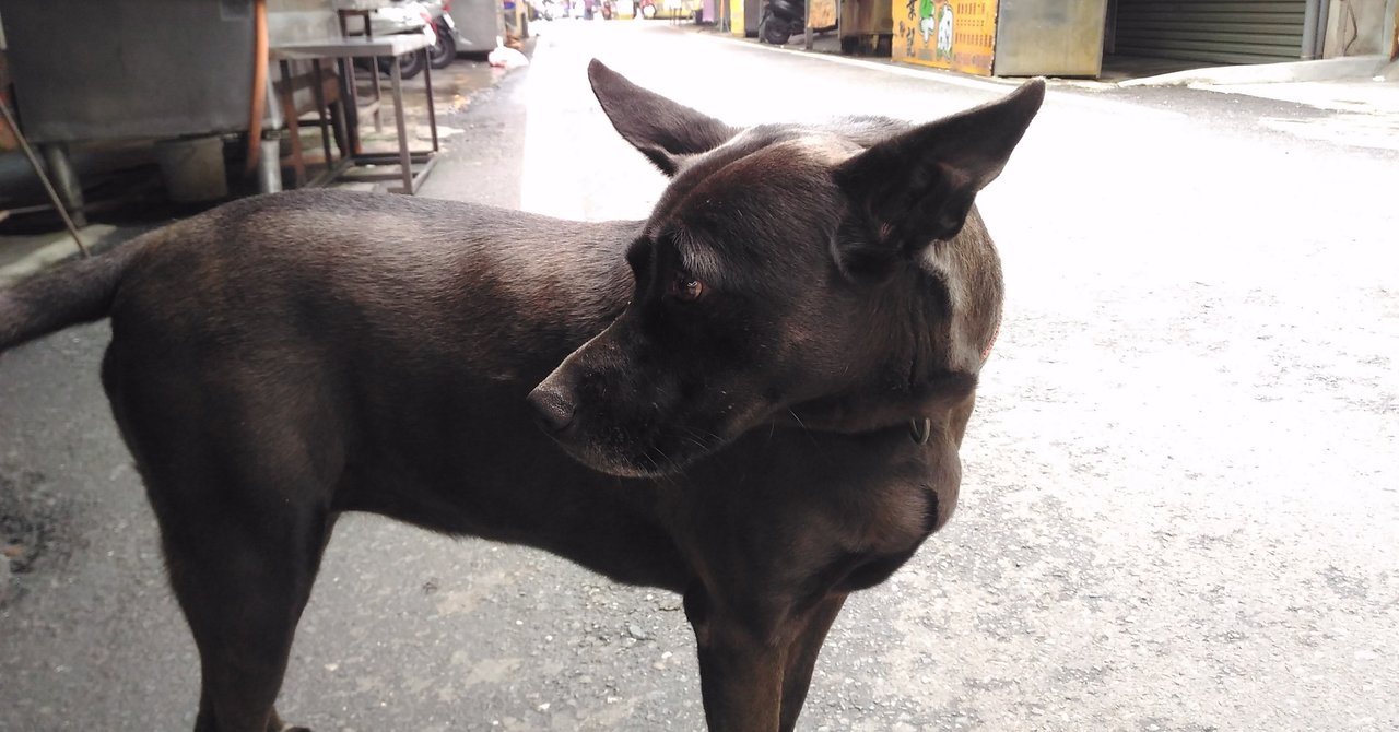 台湾の犬 しゃんゆえ Note