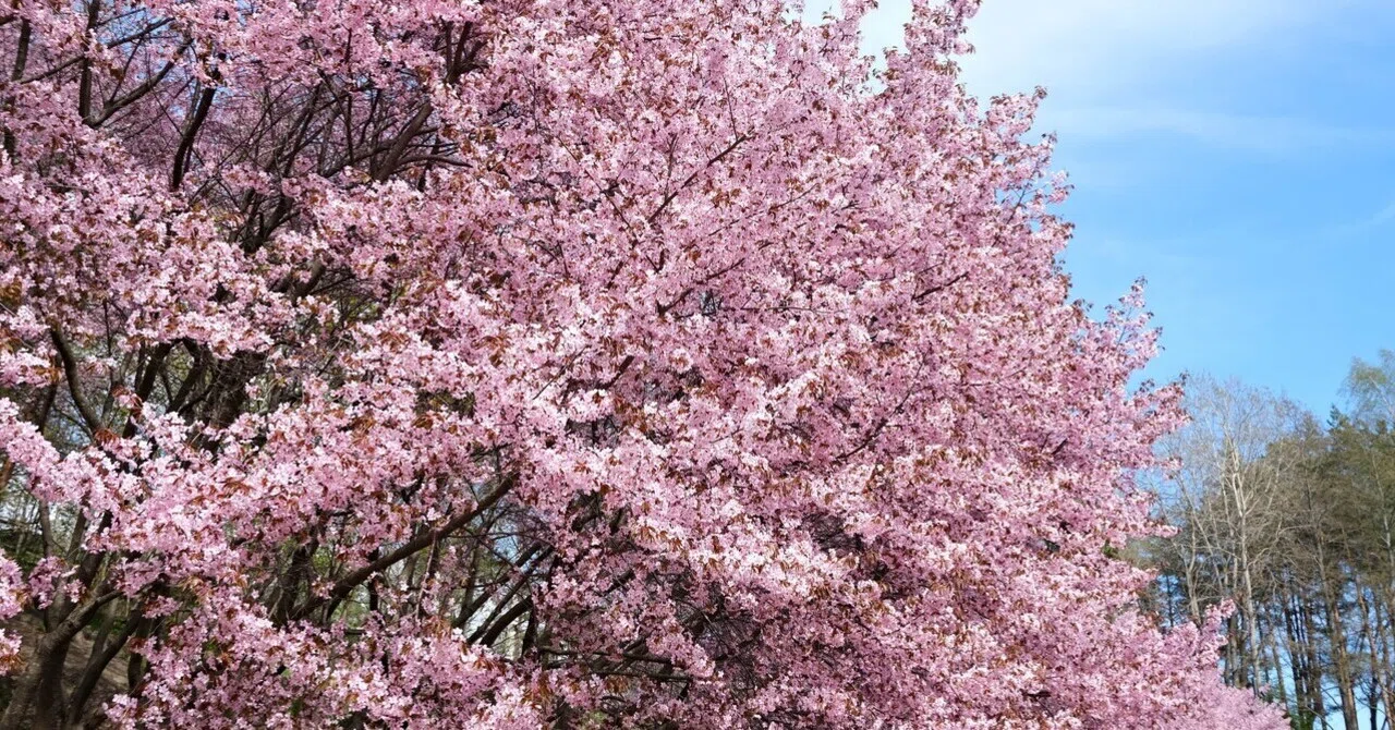 Life in Finland- 桜満開のヘルシンキ｜森しろ｜in Finland