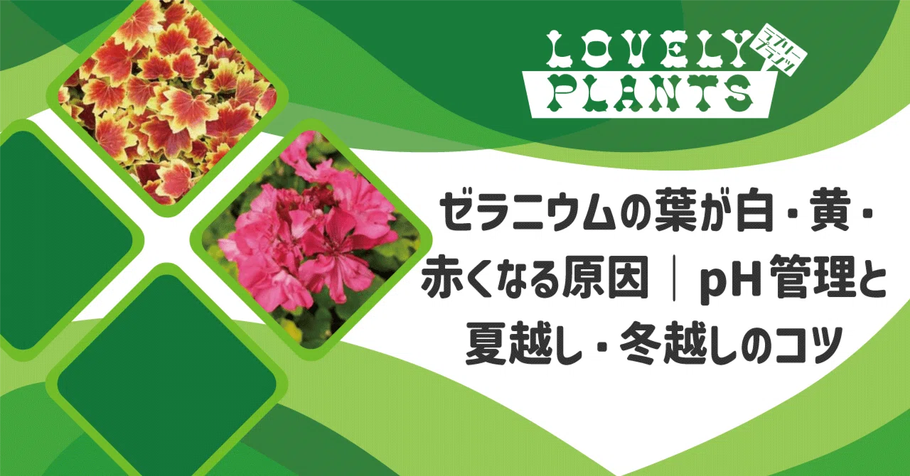 ゼラニウムの葉が白・黄・赤くなる原因｜pH管理と夏越し・冬越しのコツ