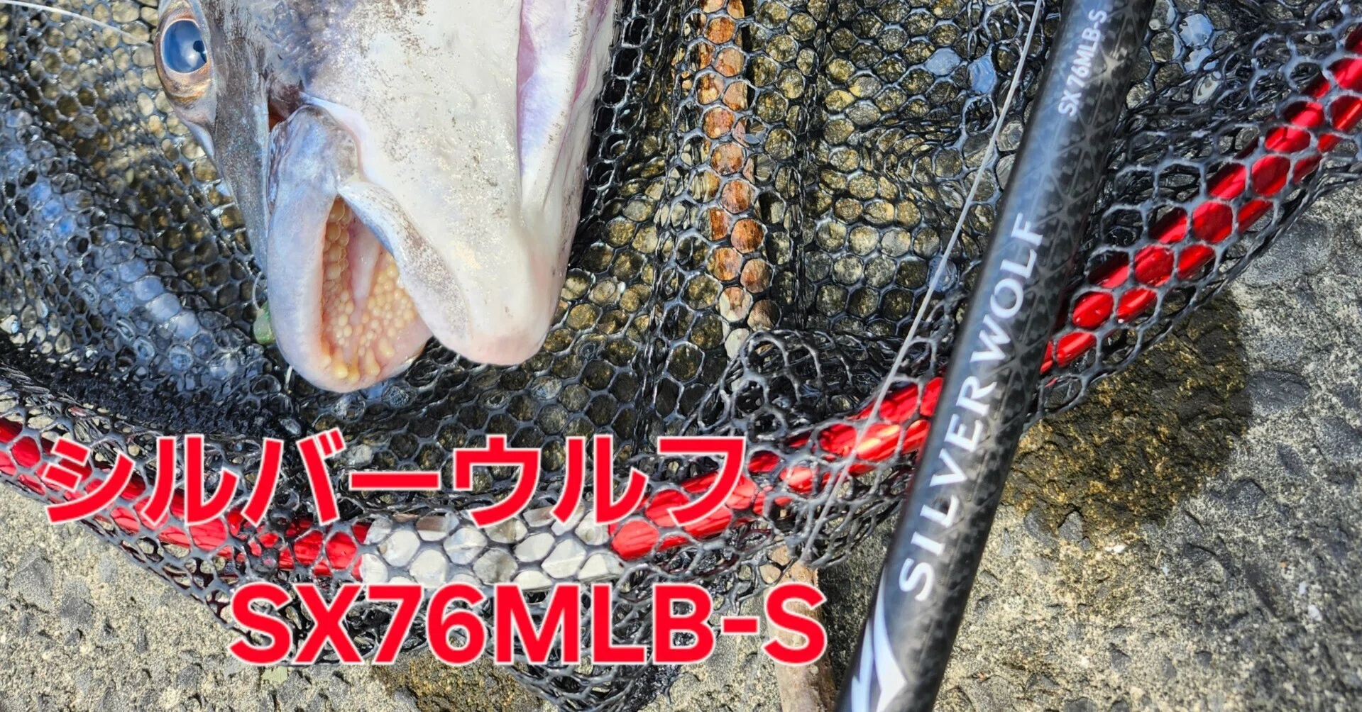 チニング】シルバーウルフSXの長所は