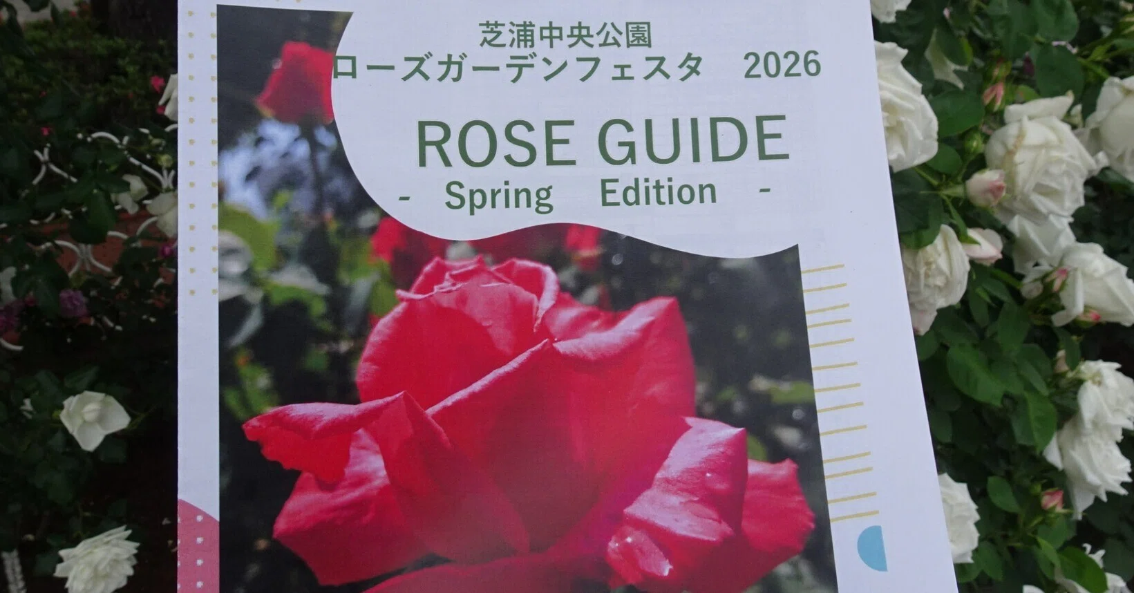 芝浦中央公園にてローズガーデンフェスタ2026に出くわす｜門田和雄