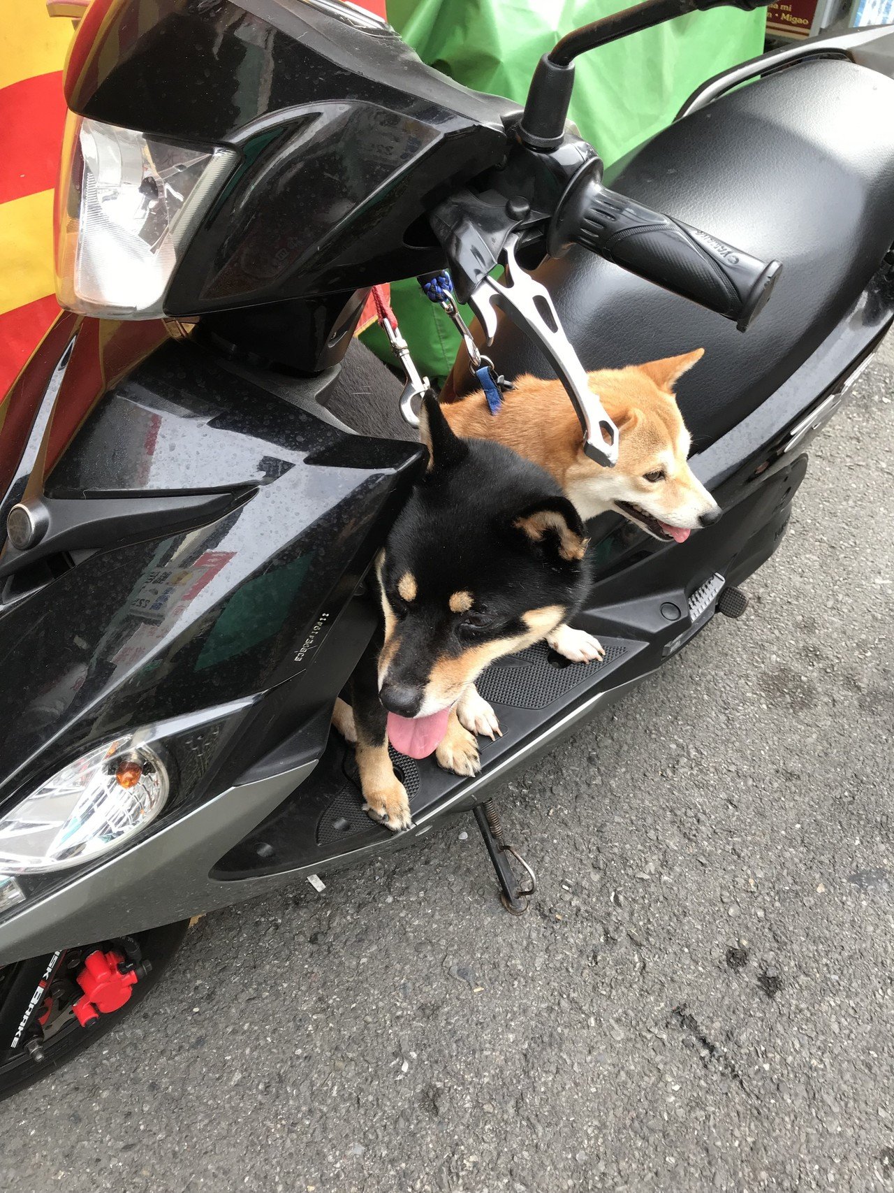 台湾の犬 しゃんゆえ Note 台湾の犬 しゃんゆえ Note