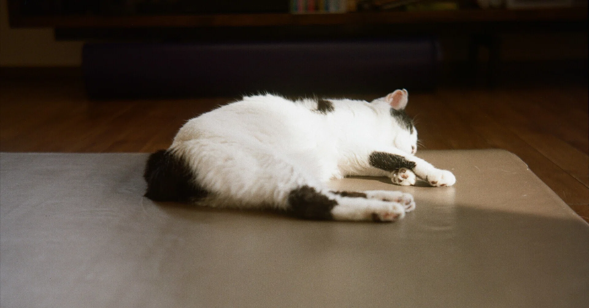 フィルムカメラとうちのねこ #41｜tabatak