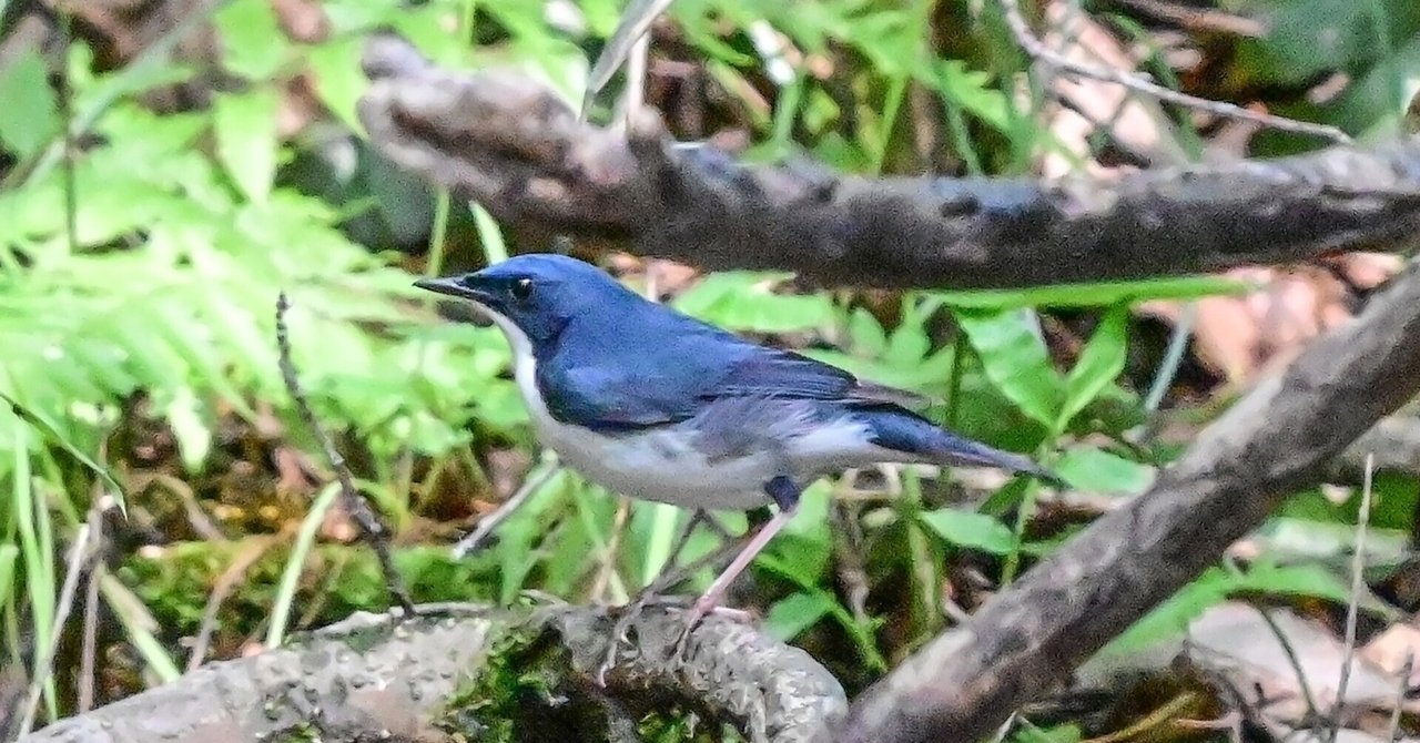 5月7日の鳥活について｜やすひこ