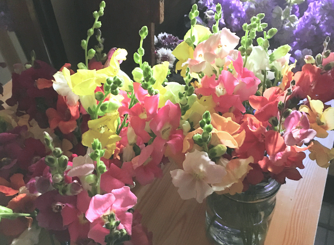 31 My Garden Journal 涼を呼ぶ金魚草 別の楽しみ方をみつけました Yukibean Yuki Bee Note