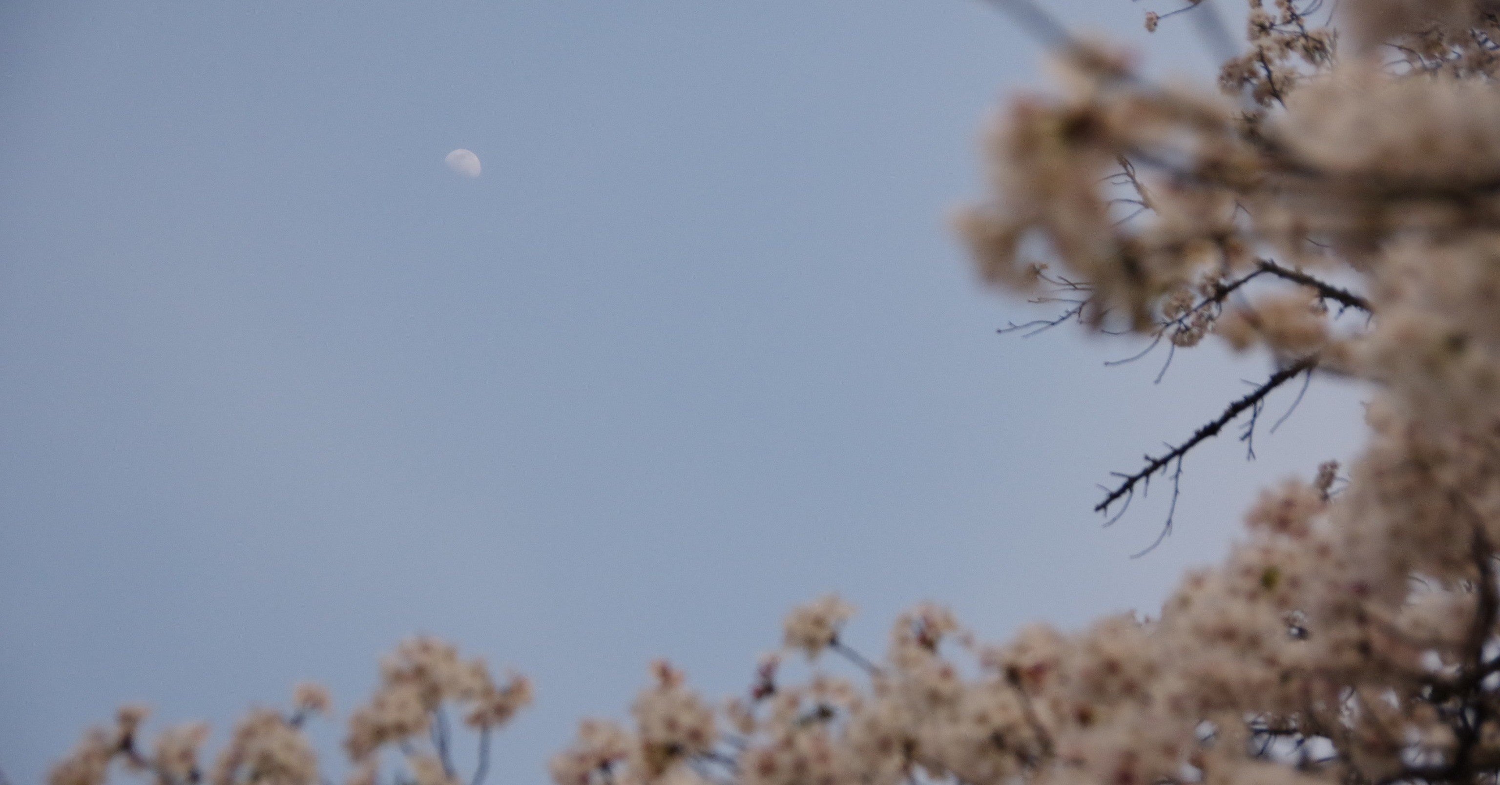 プロ野球 ソフトバンクホークス戦のネットライブ生中継をスマホで無料視聴する方法 Weawea Note