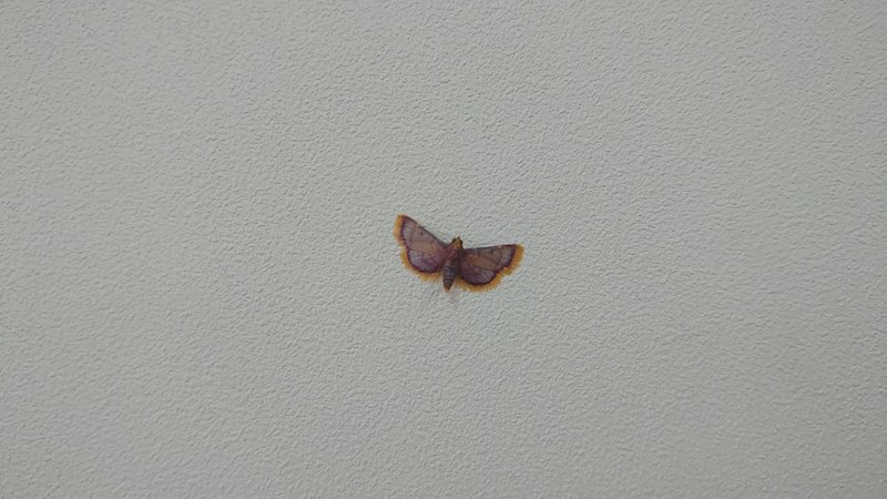医局にいた小さな蛾が ちょっと珍しい蛾だった話 みずき 精神科医 Note 医局にいた小さな蛾が ちょっと珍しい蛾だった話 みずき 精神科医 Note