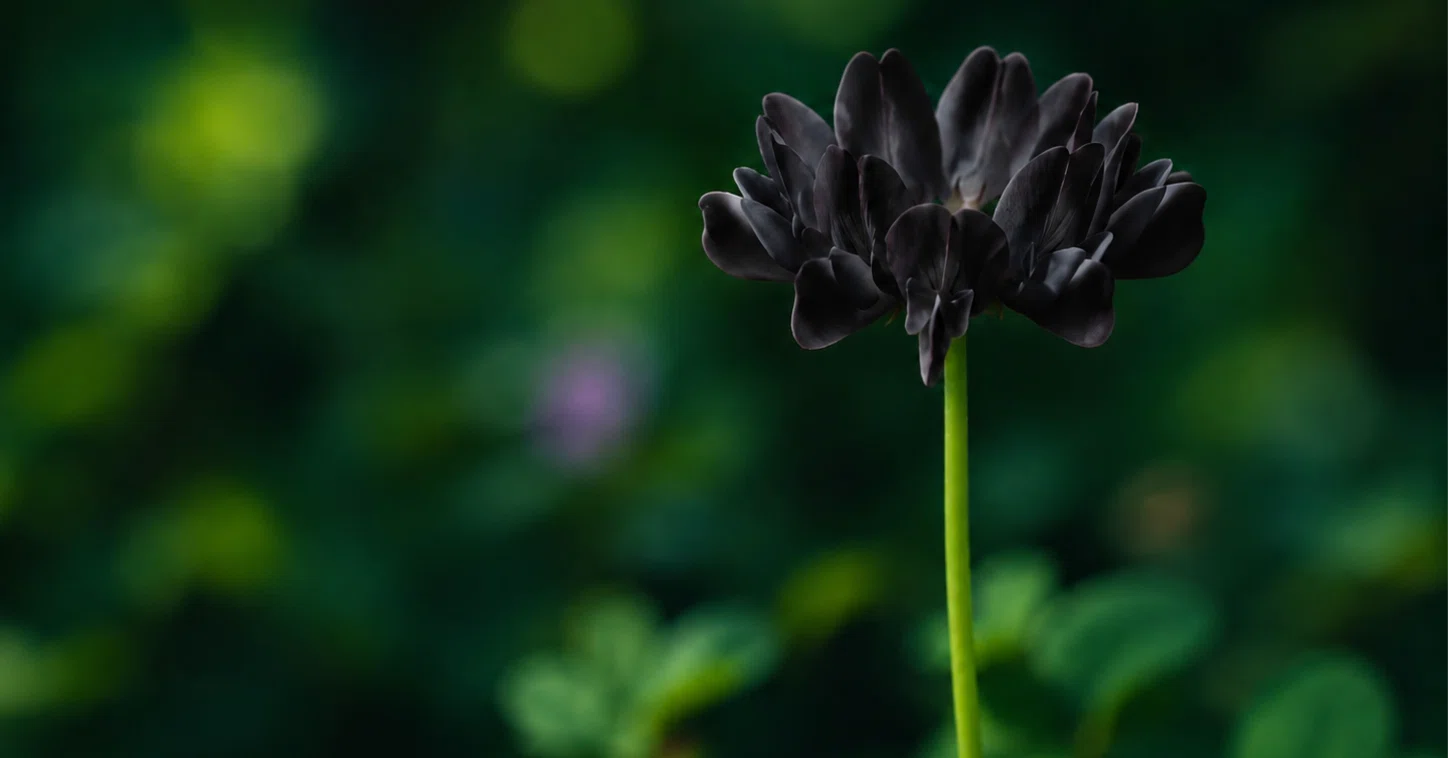 黒蓮華』 の花言葉｜土屋洋一