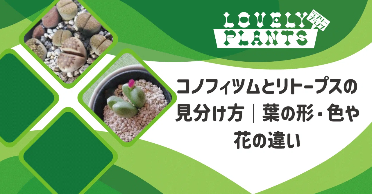 New Views of the Genus Conophytum コノフィツム How to Distinguish Between Conophytum and Lithops | Differences in