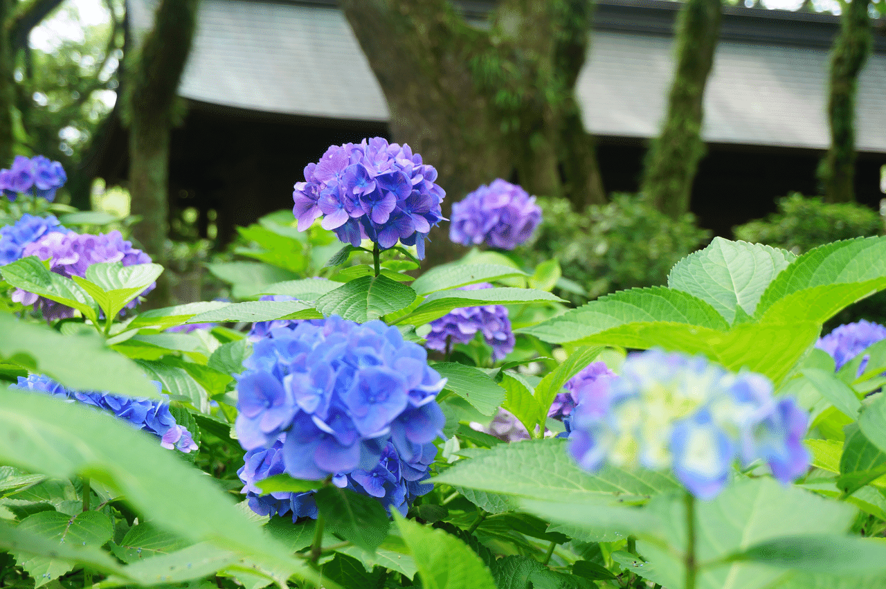 Flower Photo 3 アジサイ Nontic Webデザイナー Note