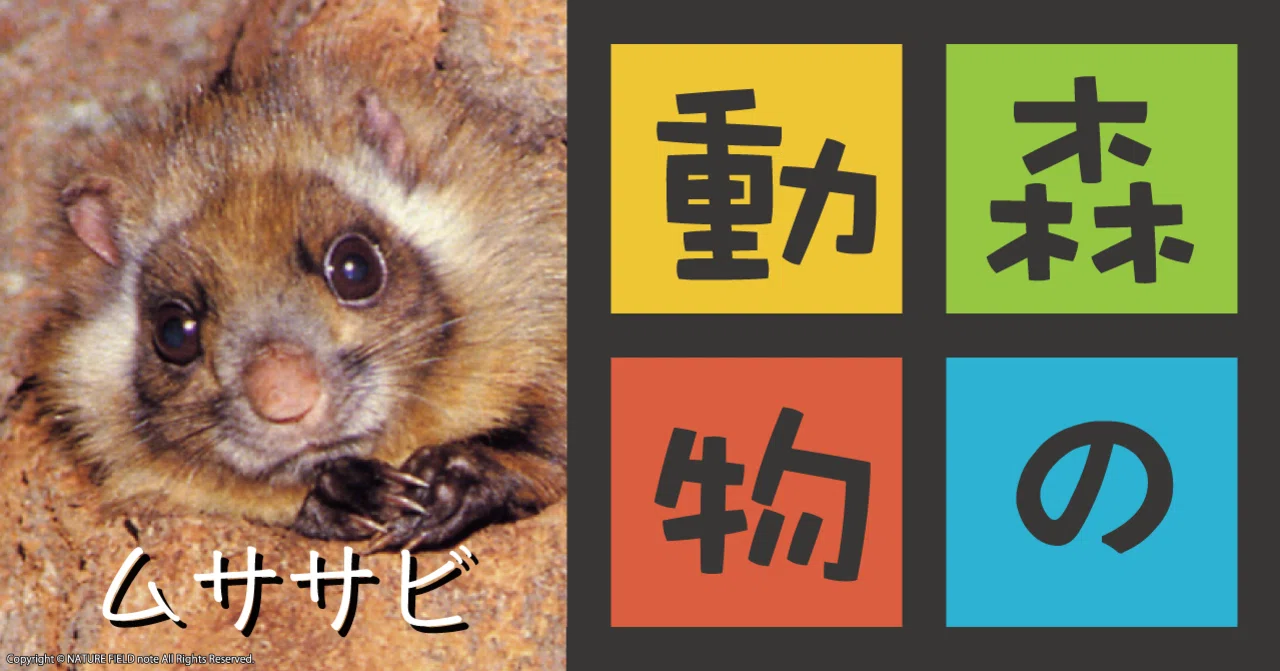 森の動物 第3回 ムササビ(リス科)|映像制作会社つばめプロ