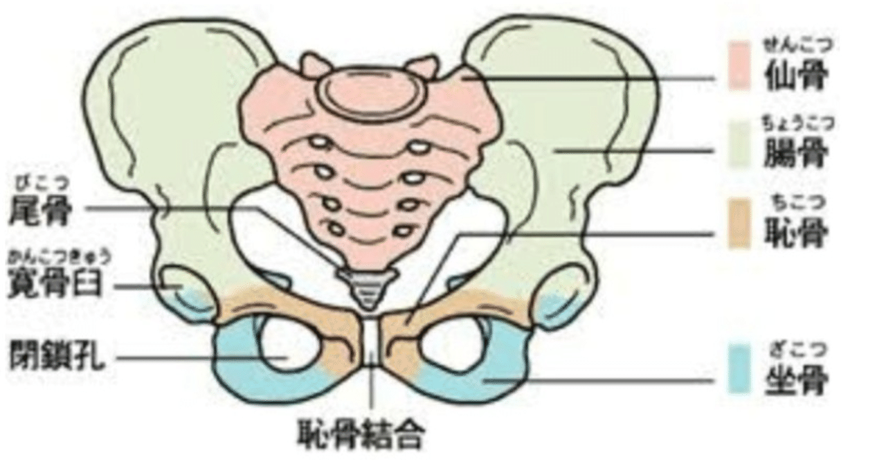 今さら聞けない ヨガで頻出の 骨 シリーズ Kana 心と身体と魂を整えるyoga Note