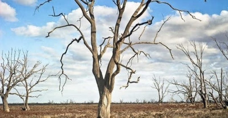 オーストラリアの環境問題 World Of Wool Note