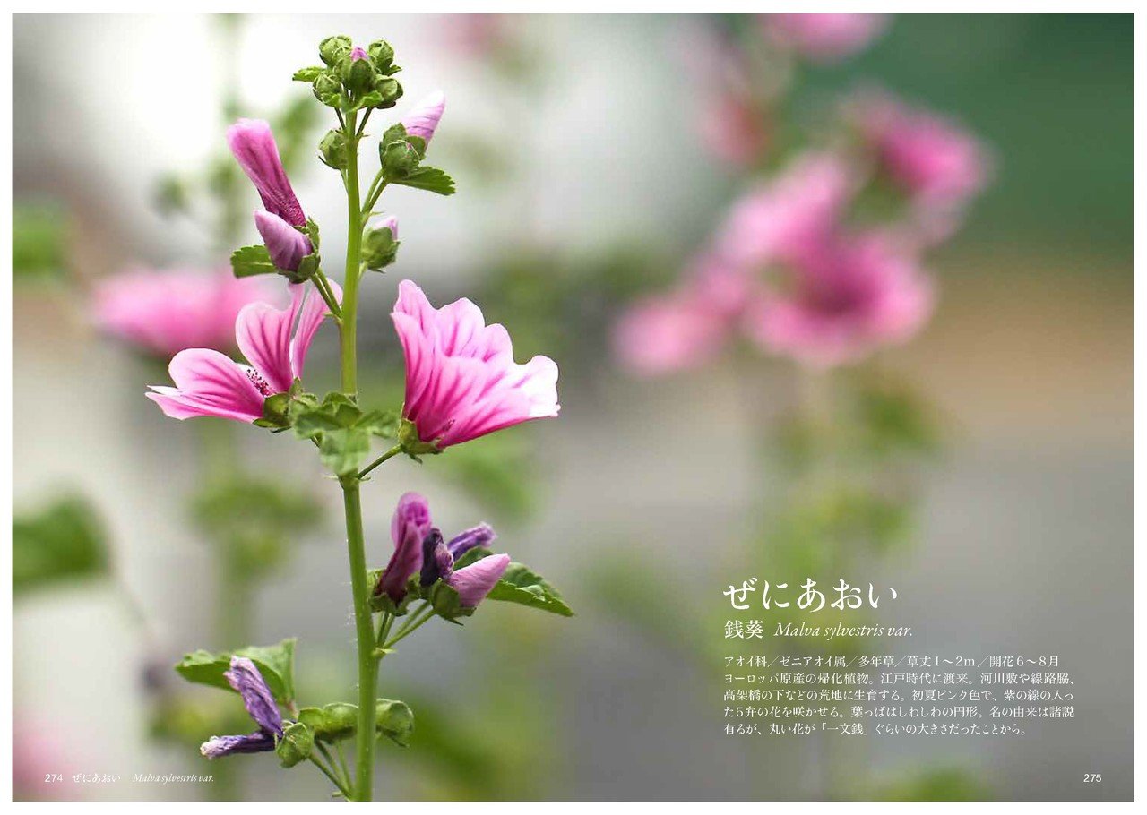 せ の花 Taku Note せ の花 Taku Note