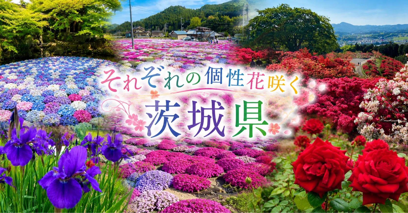 それぞれの個性花咲く茨城県｜ミカイターいなお＠実用地歴提案会