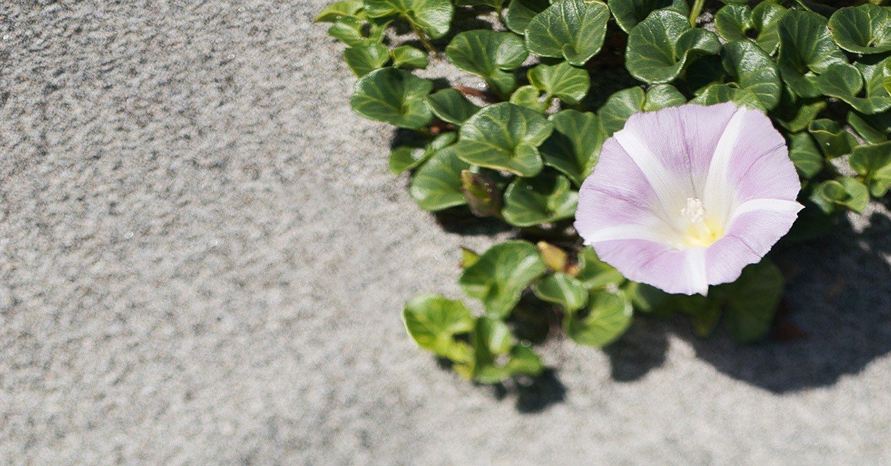 17 Images Of 海辺の植物 T Koba Note