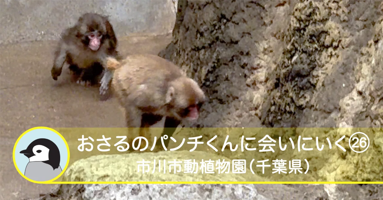 おさるのパンチくんに会いにいく26-市川市動植物園（千葉県）｜Solo