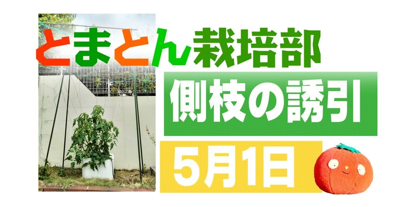 とまとん栽培部】誘引2回目・側枝の誘引｜とまとん母さんの水耕栽培