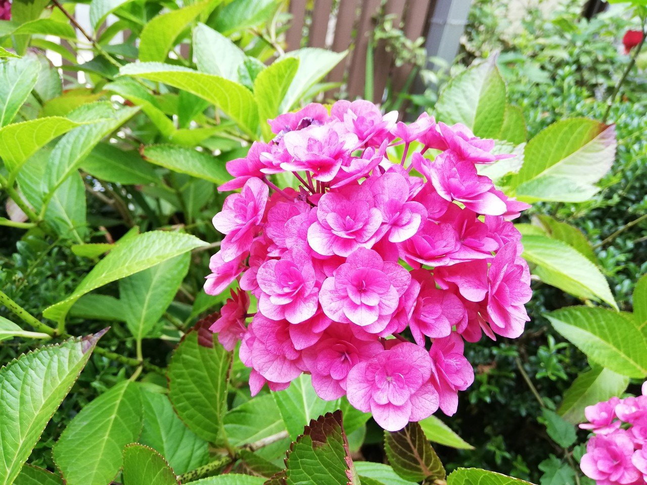 紫陽花 ビオラ クリームブリュレ やもりじゅんこ Note