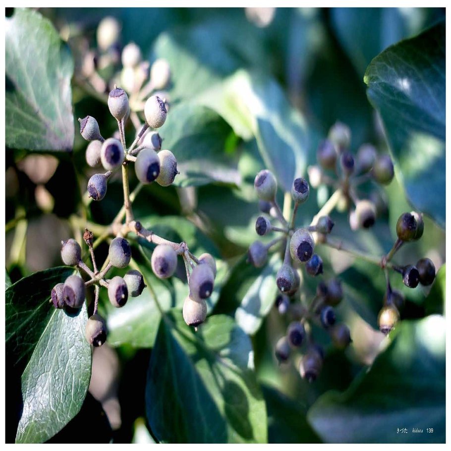 き の花 Taku Note