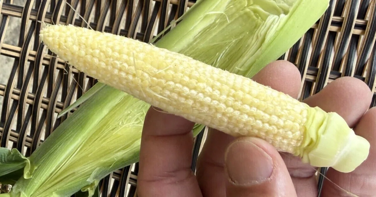 2026とうもろこし(7)ベビーコーン(baby corn)｜NicePapa 平野 尚志