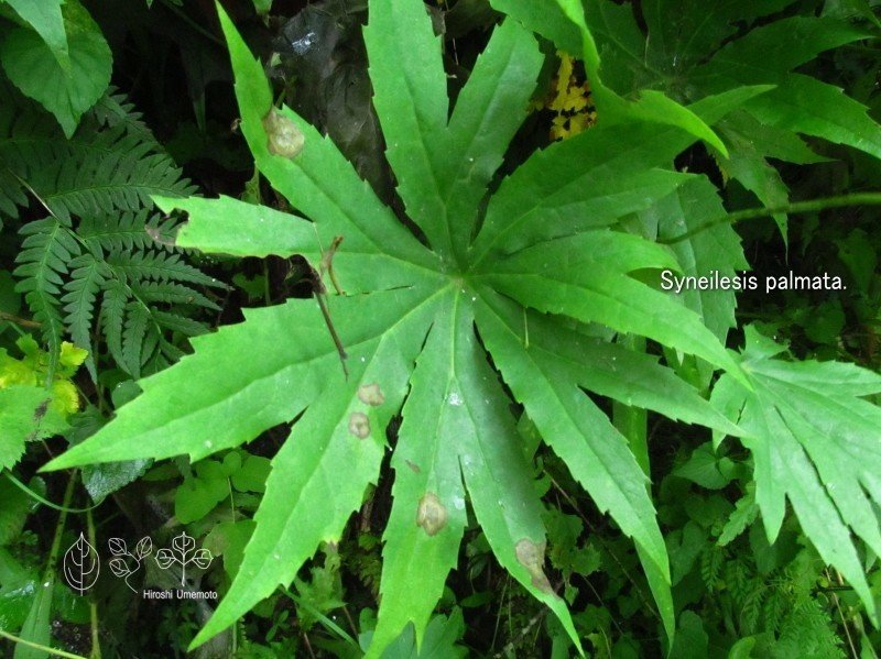 やぶれた傘のような葉っぱをもつ ヤブレガサ Ume Hiro Note