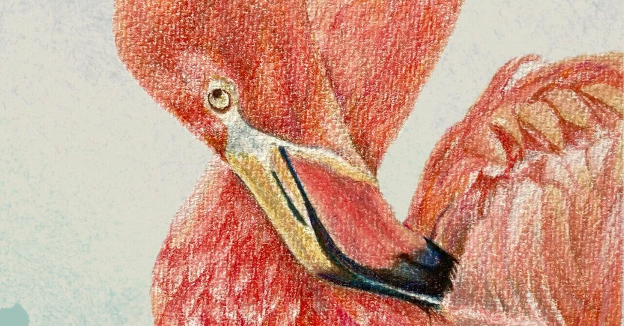 鳥ばっかり展』の準備｜shiho【色鉛筆画】