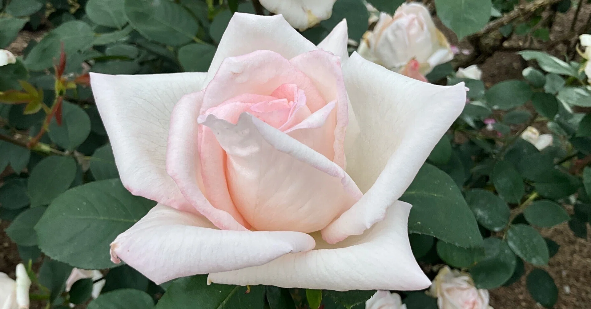 薔薇姫　子株α ※限定2株　検）cj ハイブリッド特選株 花嫁（京都府立植物園）：2026年5月8日（金）｜藤井秀昭（『京都居候