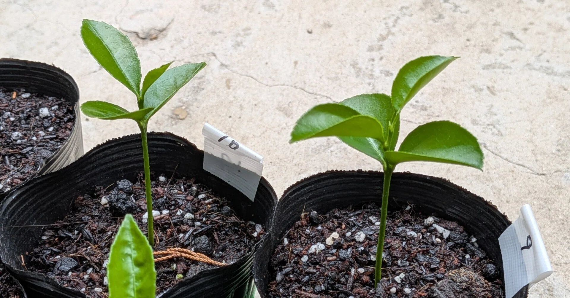 文旦、元気です！本葉が生えてきた🌱 文旦のタネ育ててみる｜Asuka