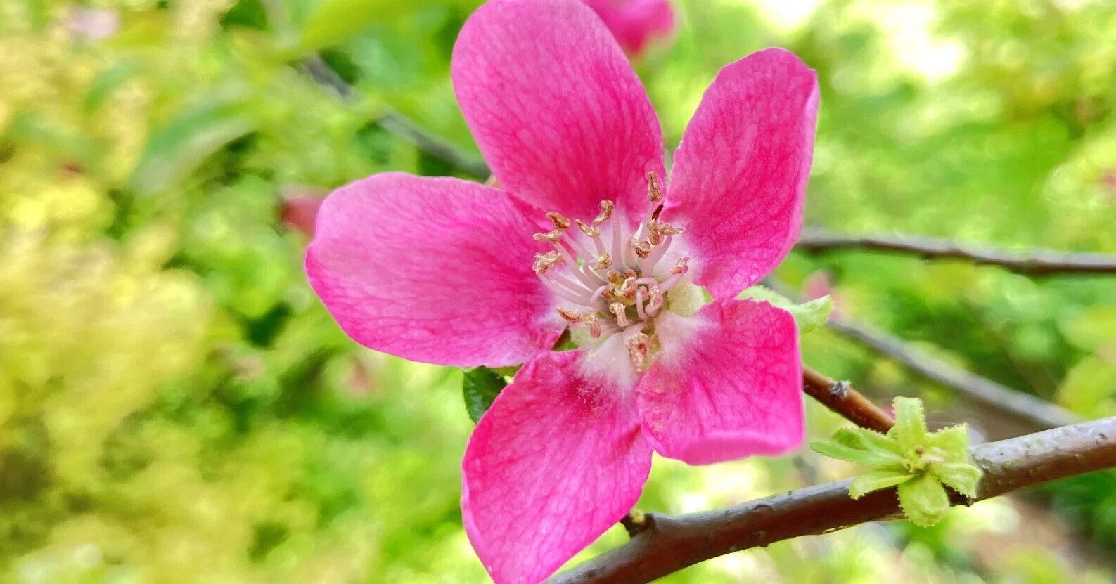 カリン（花梨）が今年も 咲きました！｜ちょっと気になるし。