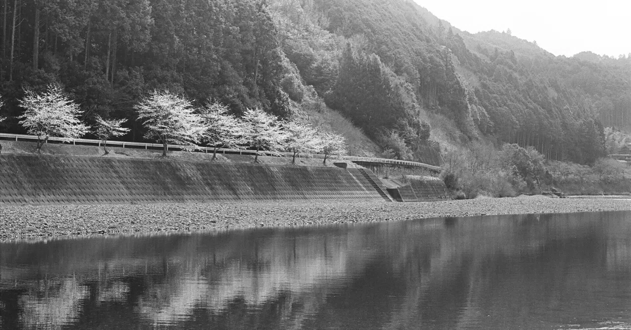 フィルムカメラと桜の和歌山旅-vol.2 ⅼ NikonF2｜あなでじ