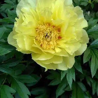 ハナノブ