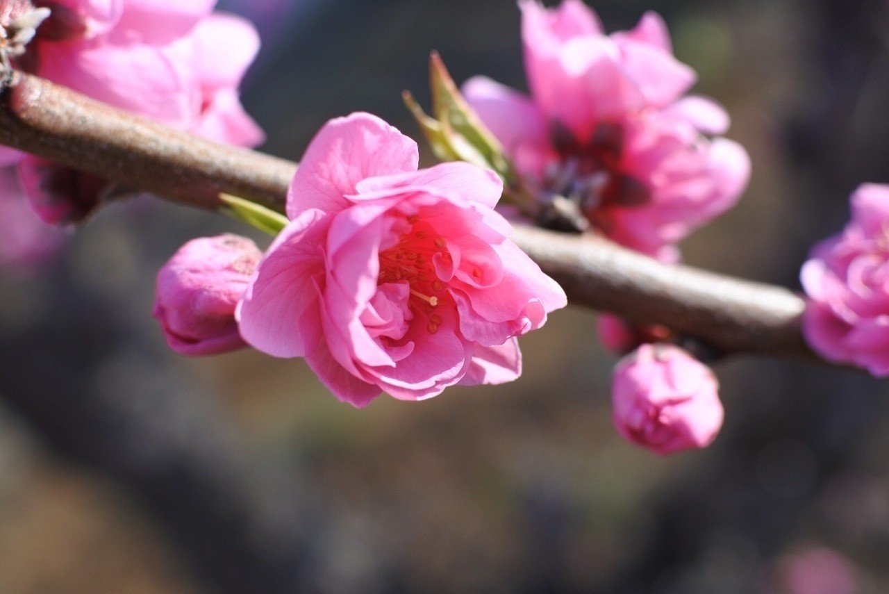 桃の花 横浜市青葉区保木にて撮影 今が一番いい時です 柏木 章 Note 桃の花 横浜市青葉区保木にて撮影 今が一番いい時です 柏木 章 Note