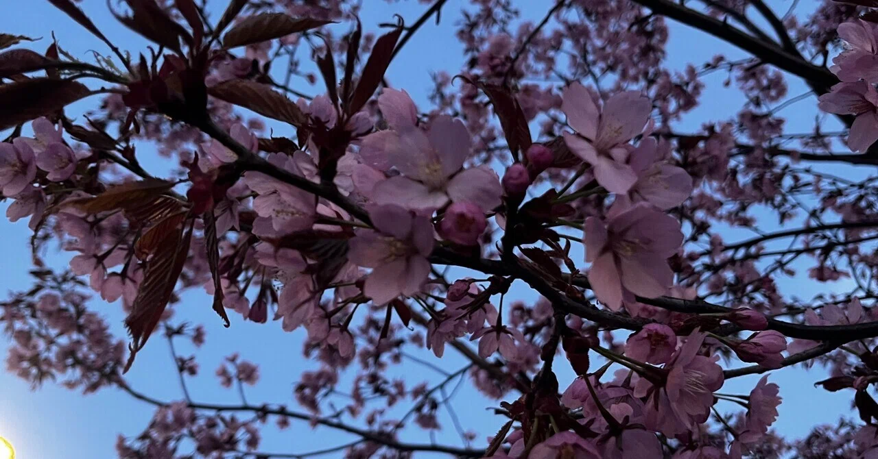桜🌸を見れた！！｜Hinako